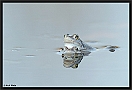 Heikikker, Moorfrog, Rana arvalis Location: Twente, the Netherlands heikikker MG 5613 kopie